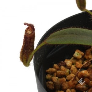 Nepenthes hurrelliana��[ �ͥڥ�ƥ����ҥ塼��ꥢ�� ]���� PN181001-03 ��