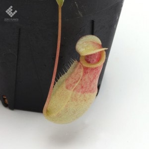 Nepenthes surigaoensis ( Mt. Masay )��[ �ͥڥ�ƥ������ꥬ�����󥷥� ]���� PN181001-04 ��