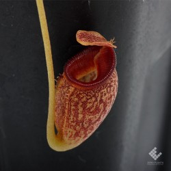 Nepenthes talangensis / G. Talang, Sumatera��[ �ͥڥ�ƥ�������󥸥��󥷥� ]���� PN181001-06 ��