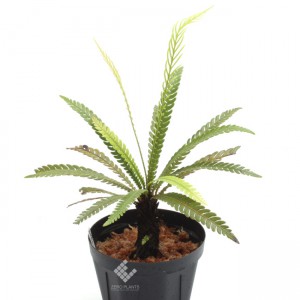 Blechnum obtusatum var. obtusatum | ブレクナム・オブツサタム var