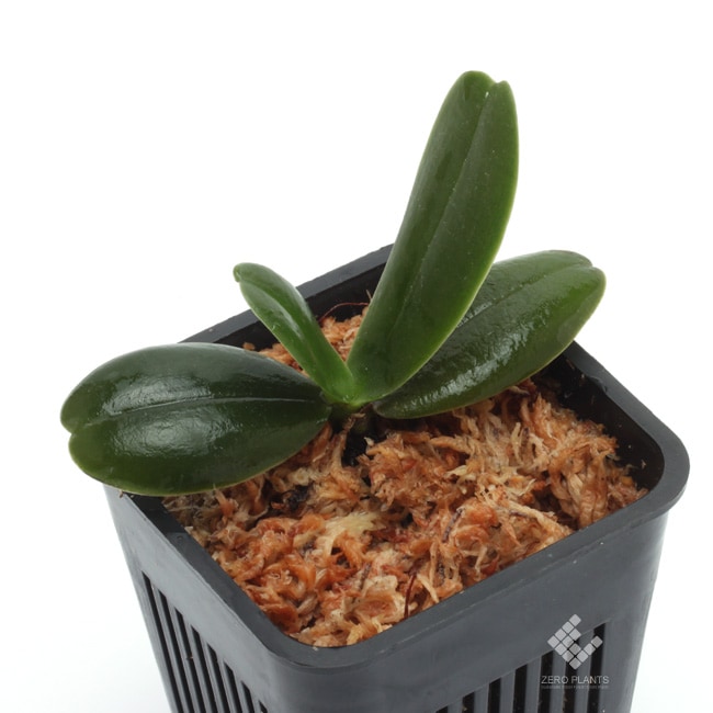Aerangis fastuosa [ エランギス・ファスツオサ ] 【 PN181014-04 】