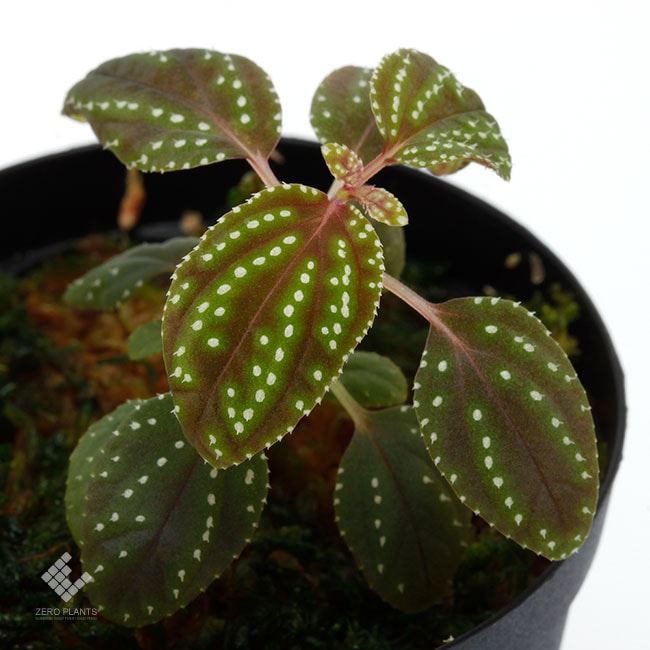 紺ソネリラ Sonerilla sp.Di Linh Plateau VietNam p*n様 青光りSonerila  Linh Plateau,Vi - メルカリ