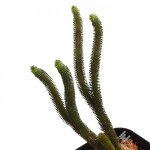 Huperzia sp. ( Urostachys hystrix ? )��[ ���������������ҥ��ȥꥯ���� ]���� PN181117-11 ��