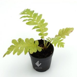 �֥쥯�ʥࡦ����С���ǥ���1�ݥåȡ��� �ӥХꥦ�ࡢ�ѥ���ꥦ��˻Ȥ��䤹����ʪ ��