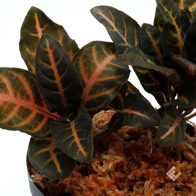Aphelandra maculata [ アフェランドラ・マクラータ ] 【 PN181103-03