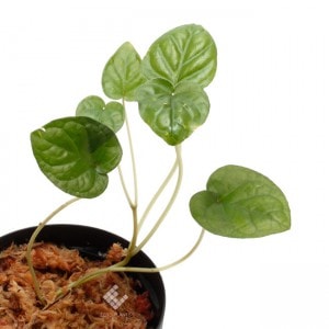 Geophilia repens��[ �����ե��ꥢ����ڥ� ]���� PN181103-06 ��