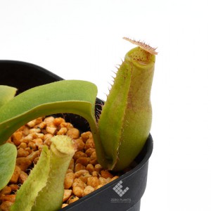 Nepenthes truncata ( highland - Reddish leaves )��[ �ͥڥ�ƥ����ȥ�󥫡��� ]���� PN181103-07 ��