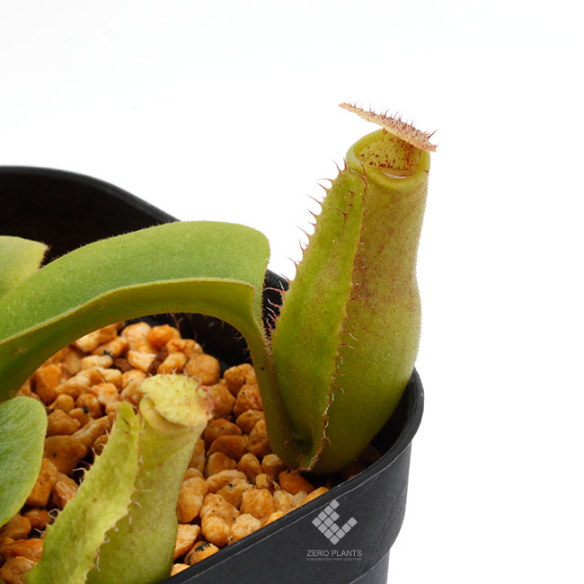Nepenthes truncata ( highland - Reddish leaves ) [ ネペンテス