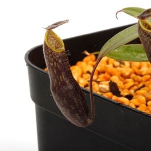 Nepenthes mikei��[ �ͥڥ�ƥ����ߥ��� ]���� PN241116-05 ��