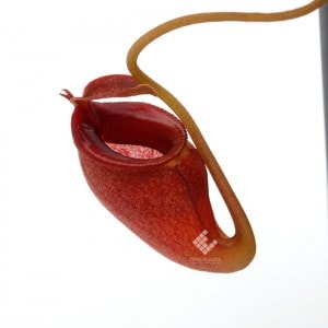 Nepenthes jacquelineae��[ �ͥڥ�ƥ������㥯����ͥ��� ]���� PN181103-10 ��