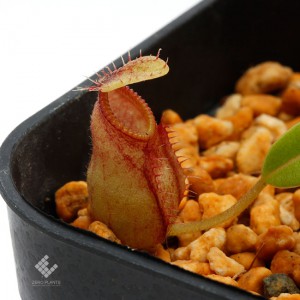 Nepenthes undulatifolia x hamata��[ �ͥڥ�ƥ�������ǥ��ƥ��ե��ꥢ�ߥϥޥ� ]���� PN181103-11 ��