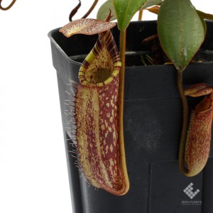 Nepenthes spectabilis / Sibayak, Sumatera��[ �ͥڥ�ƥ������ڥ����ӥꥹ ]���� PN181103-12 ��