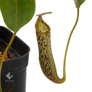 Nepenthes vogelii��[ �ͥڥ�ƥ����ܥ��꡼ ]���� PN181103-14 ��