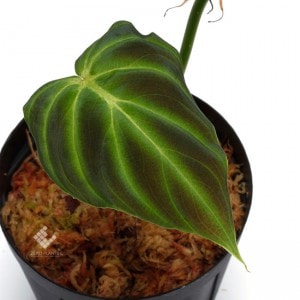 Philodendron verrucosum [ �ե����ǥ�ɥ��󡦥٥륳������ ]���� PN181108-03 ��