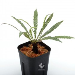 Blechnum obtusatum var. obtusatum | ブレクナム・オブツサタム var