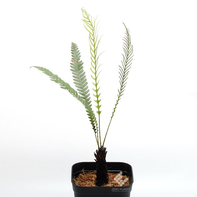 Blechnum obtusatum var. obtusatum [ ブレクナム・オブツサタム