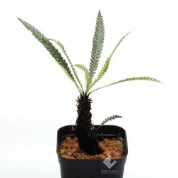 Blechnum obtusatum var. obtusatum | ブレクナム・オブツサタム var