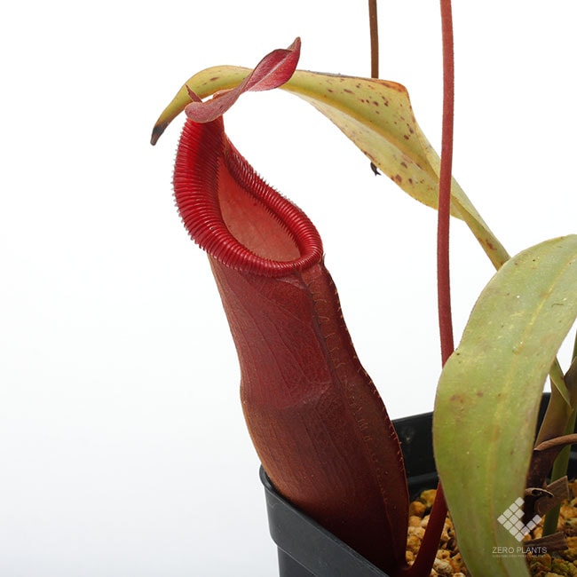 Nepenthes diatas [ ネペンテス・ディアタス ] 【 PN190415-02
