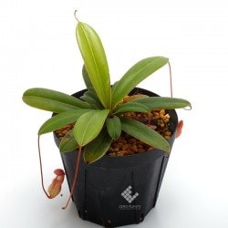 Nepenthes pervillei ��[ �ͥڥ�ƥ����ڥ�ӥ쥤 ]���� PN181209-03 ��