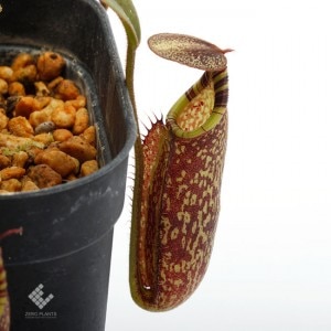 Nepenthes spectabilis / Sibayak, Sumatera��[ �ͥڥ�ƥ������ڥ����ӥꥹ ]���� PN181209-05 ��