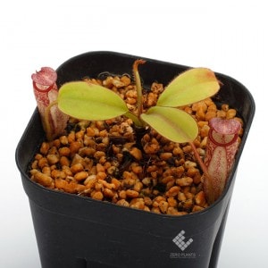 Nepenthes hamiguitanensis��[ �ͥڥ�ƥ����ϥߥ������ͥ󥷥� ]���� PN181209-07 ��