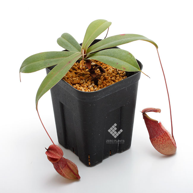 Nepenthes surigaoensis ( Mt. Masay ) [ ネペンテス・スリガオ