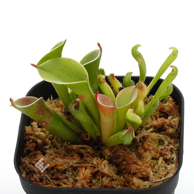 Heliamphora pulchella ( Apacapa Tepui, Venezuela