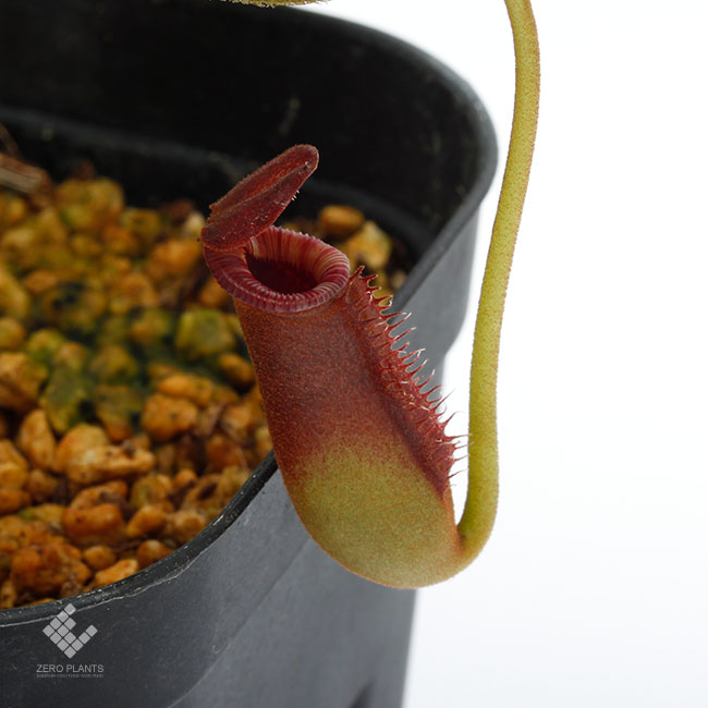 Nepenthes lowii / G.Tambuyukon [ ネペンテス・ローウィー