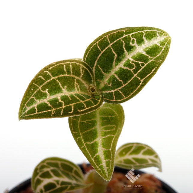 Anoectochilus roxburghii [ アネクトキルス・ロクスバーギー ] 1