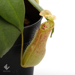 Nepenthes northiana��[ �ͥڥ�ƥ����Ρ������� ]���� PN180612-01 ��
