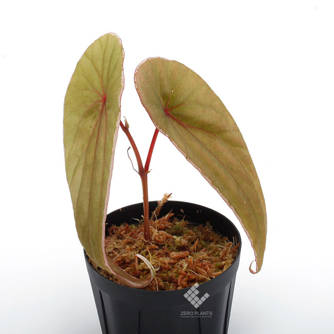 Begonia nothobaramensis [ ベゴニア・ノソバラメンシス ] 【 PN190403