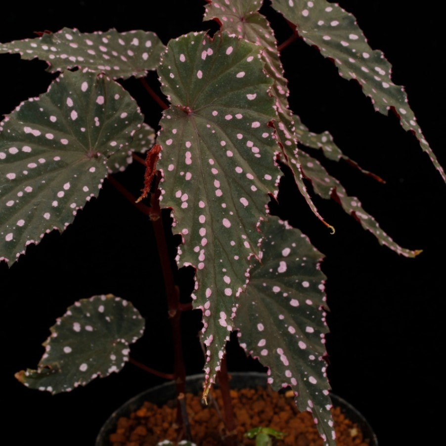 Begonia gracilicyma [ ベゴニア・グラキリキマ] 1ポット | 植物