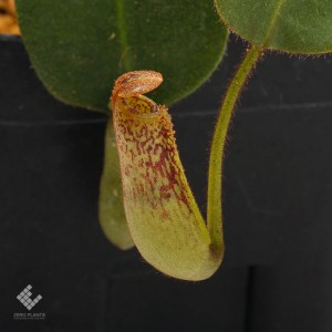 Nepenthes vogelii��[ �ͥڥ�ƥ����ܥ��꡼ ]���� PN190108-01 ��
