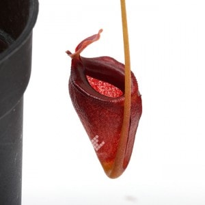 Nepenthes jacquelineae��[ �ͥڥ�ƥ������㥯����ͥ��� ]���� PN190108-02 ��