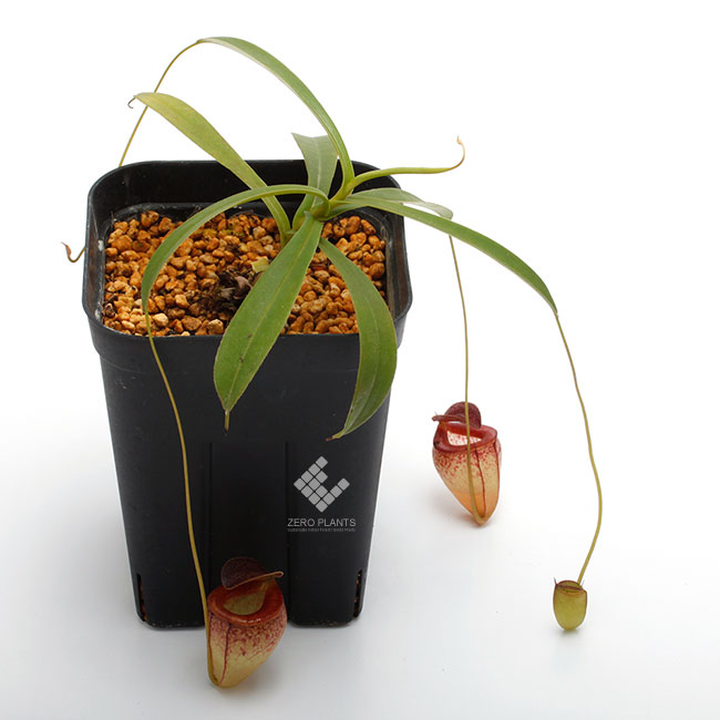 Nepenthes tenuis [ ネペンテス・テヌイス ] 【 PN180712-09 】