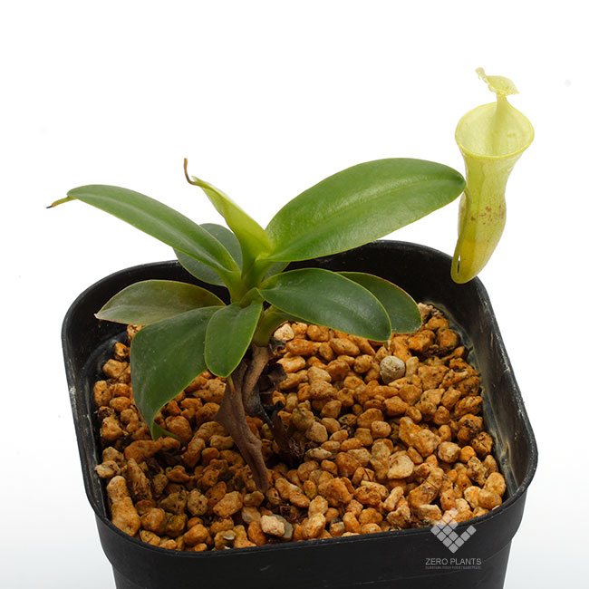 Nepenthes campanulata [ ネペンテス・カンパニュラタ ] 【 PN180707-04 】