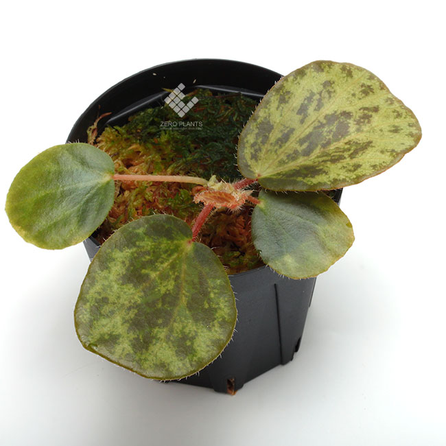 Begonia blancii 
