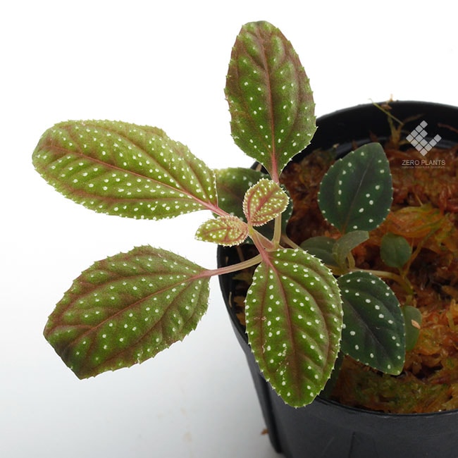 専用！希少！Melastoma sp.Ranau WWR便❣️メラストマ ソネリラ