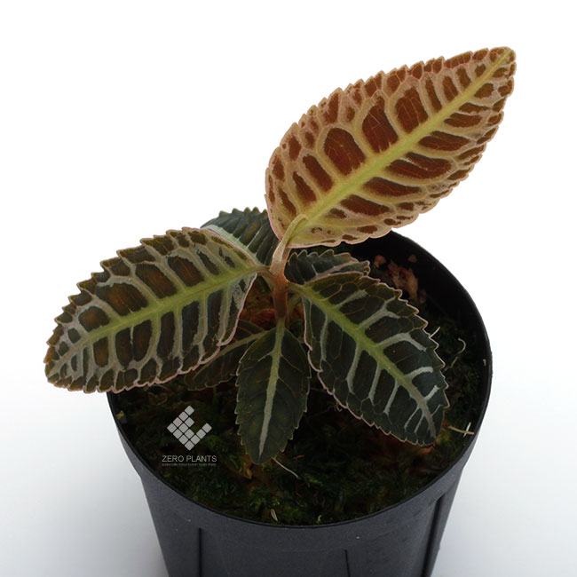 Labisia sp. 