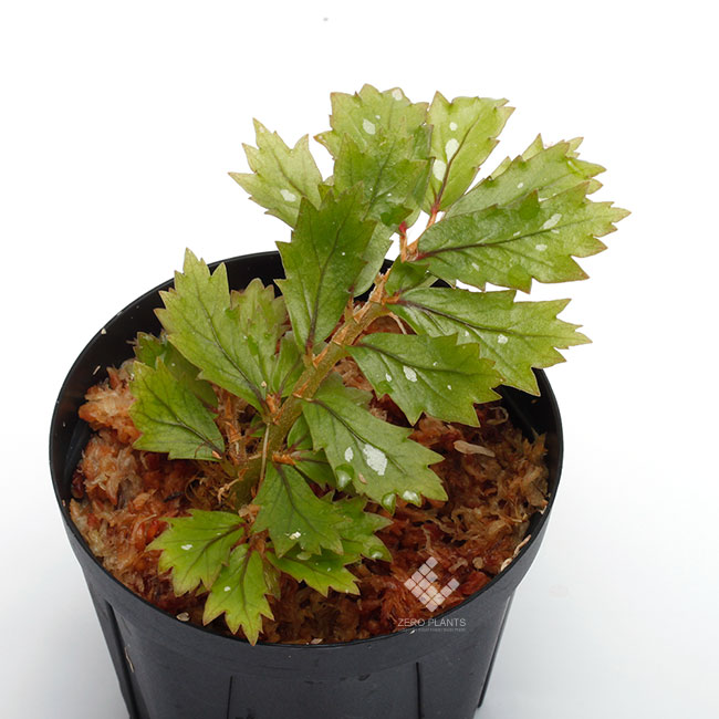 Begonia sp. “ Papua New Guinea ” [ ベゴニア sp. パプアニューギニア