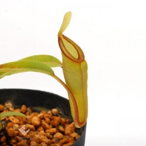 Nepenthes inermis / Gunung Gadut��[ �ͥڥ�ƥ������ͥ�ߥ� ]���� PN190203-01 ��