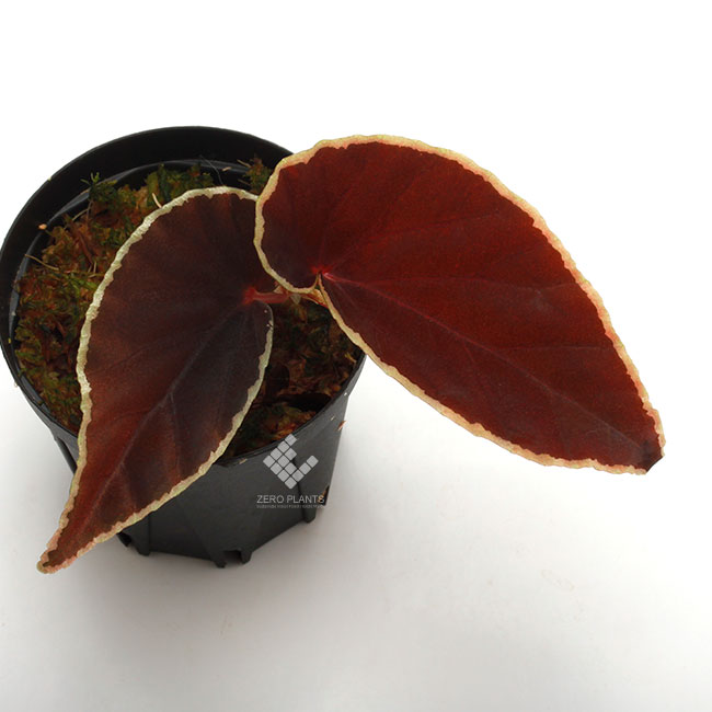 Begonia darthvaderiana [ ベゴニア・ダースベーデリアーナ