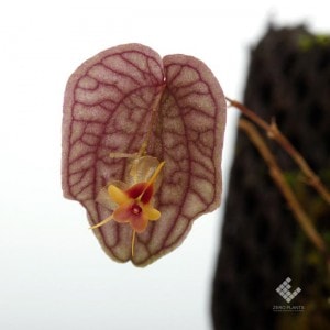 Lepanthes saltatrix��[ ��ѥ�ƥ������륿�ȥ�å��� ]���� PN1190209-09 ��