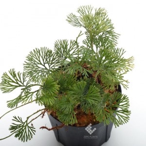 Elaphoglossum peltatum 