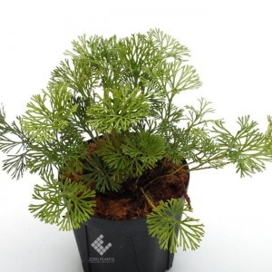 Elaphoglossum peltatum 