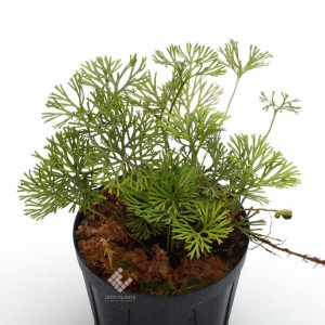 Elaphoglossum peltatum 