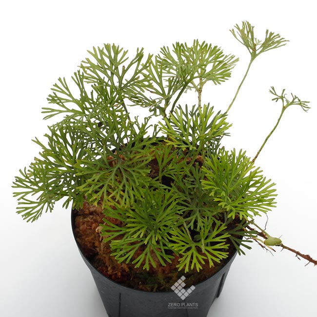 その他観葉植物 Elaphoglossum licum Ecuador Elaphoglossum metallicum — Ecuagenera Orquídeas del Ecuador