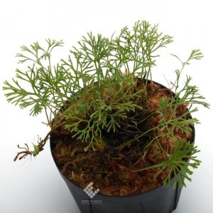 Elaphoglossum peltatum 