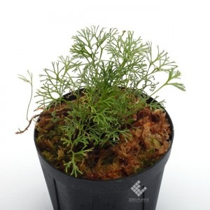 Elaphoglossum peltatum 