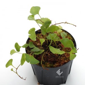 Elaphoglossum peltatum 